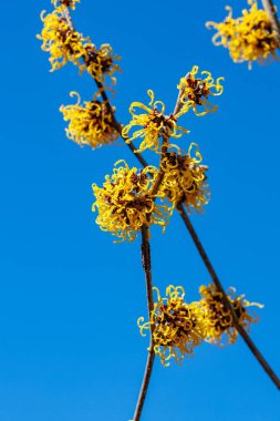 Sarı çiçekli cadı Hazel Nina baharın başında ormanda çiçek açıyor..