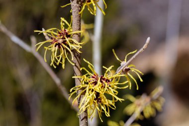 Hamamelis intermedya Pallida İlkbaharın başlarında açan sarı çiçekli.