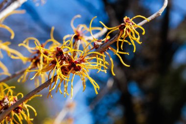 Hamamelis intermedya Kış Güzelliği İlkbaharın başlarında açan sarı çiçekli.