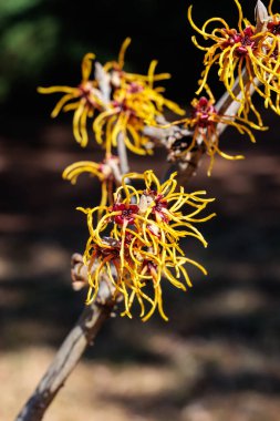 Hamamelis intermedya Kış Güzelliği İlkbaharın başlarında açan sarı çiçekli.