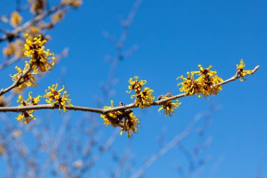 Cadı fındığı. Sarı güzel çiçekler ilkbaharın başlarında açar..