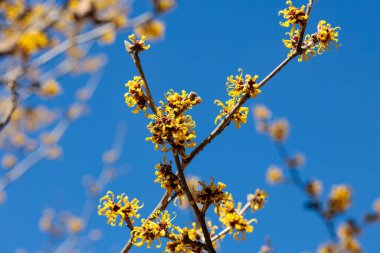Cadı fındığı. Sarı güzel çiçekler ilkbaharın başlarında açar..