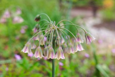 Nadir Nectaroscordum siculum subsp. Bahçede açan bulgaricum çiçeği..