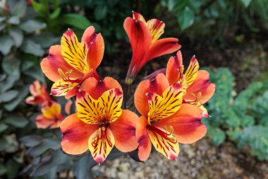 Bahçedeki güzel alstromerya ve agapanthus manzarası.