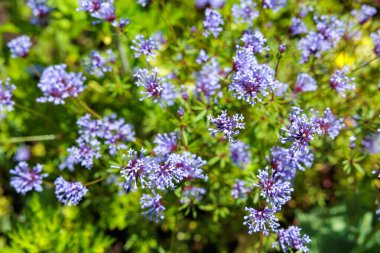 Asperula oryantalinin güzel çiçekleri yazın başında bahçede çiçek açıyor..