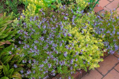 Asperula oryantalinin güzel çiçekleri yazın başında bahçede çiçek açıyor..