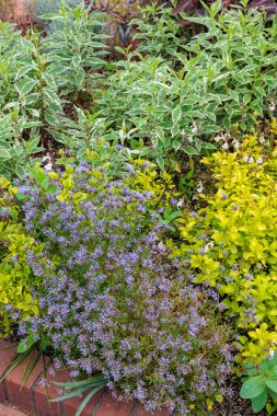Asperula oryantalinin güzel çiçekleri yazın başında bahçede çiçek açıyor..