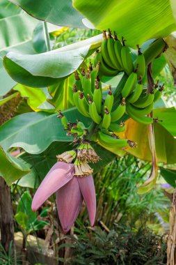 Serada güzel yetişmiş muzlar ve çiçekler..