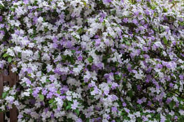 Brunfelsia latifolia Çiçekleri çok güzel kokulu.