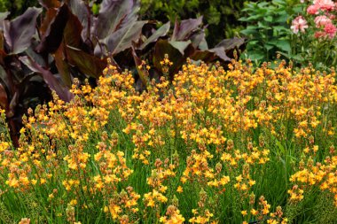 Bahçedeki Bulbula frutesanlarının güzel çiçekleri.
