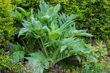 Cardoon leaves growing in an early summer garden.