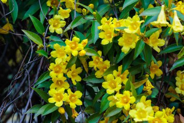 Carolina jasmine blooms in many yellow flowers in the garden.