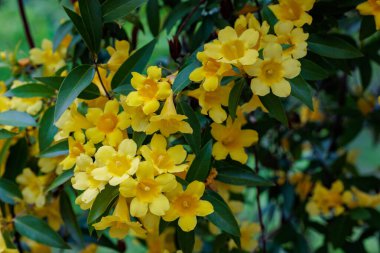 Carolina jasmine blooms in many yellow flowers in the garden.