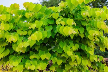 Cerci kanadensisinin genç yaprakları sarı ve ferahlatıcıdır..