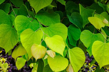 Cerci kanadensisinin genç yaprakları sarı ve ferahlatıcıdır..