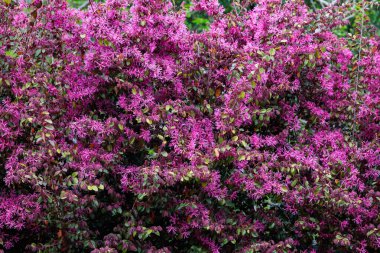 Chinese fringe bush flowers blooming in the garden hedge.