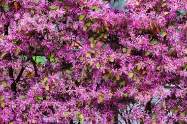 Chinese fringe bush flowers blooming in the garden hedge.