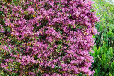 Chinese fringe bush flowers blooming in the garden hedge.