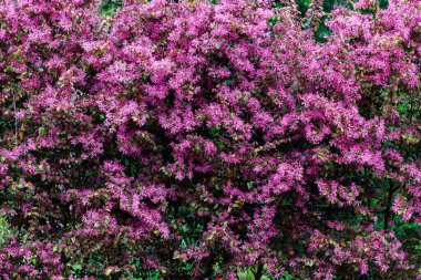Chinese fringe bush flowers blooming in the garden hedge.