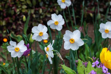 Bahar bahçesinde açan turuncu merkezli güzel beyaz nergis çiçeği..