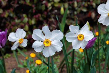 Bahar bahçesinde açan turuncu merkezli güzel beyaz nergis çiçeği..