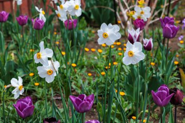 Bahar bahçesinde açan turuncu merkezli güzel beyaz nergis çiçeği..