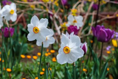 Bahar bahçesinde açan turuncu merkezli güzel beyaz nergis çiçeği..