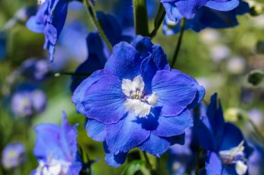 A refreshing light blue delphinium flower that blooms in early summer.