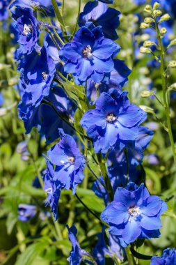 A refreshing light blue delphinium flower that blooms in early summer.