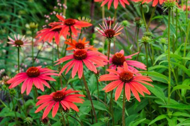Turuncu ekinezya çiçekleri bir yaz bahçesinde canlı bir şekilde çiçek açıyor..