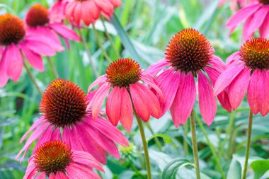 Güzel pembe ekinezya çiçekleri yazın başında bir bahçede çiçek açıyor..