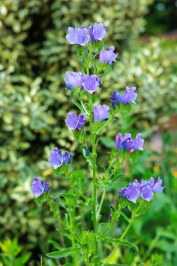 Güzel çiçek açan echium mavi yatak çiçekleri bahçede.