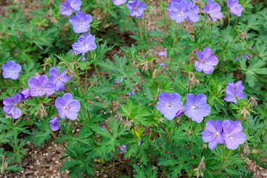 Geranium Johnson 'ın mavi çiçekleri bahçede güzel çiçekler açıyor..