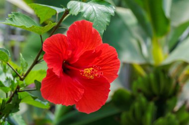 Bir yaz bahçesinde açan güzel kırmızı amber çiçekleri..