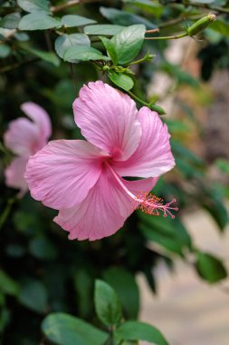 Güzel pembe çiçek açan amber çiçekleri bir yaz bahçesinde.