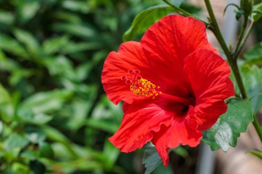 Bir yaz bahçesinde açan güzel kırmızı amber çiçekleri..