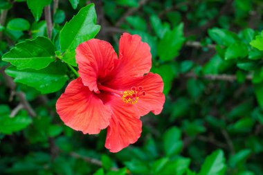 Bir yaz bahçesinde açan güzel kırmızı amber çiçekleri..