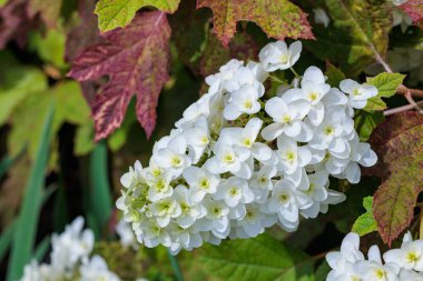 Satoyama 'da bir yol kenarında güzel açan ortanca makrofilla çiçeklerinin yakın çekimi..