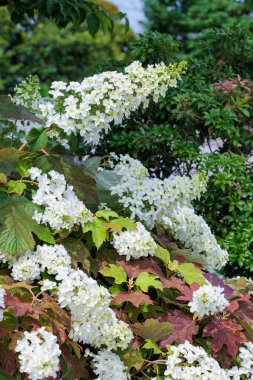 Güzel ortanca çiçekleri kırsal bir bölgenin yol kenarında çiçek açıyor..