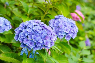 Çifte çiçekli açık mavi ortanca çiçekleri Shimoda Parkı 'nda yaz başında çiçek açıyor..