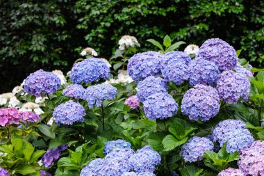 Çifte çiçekli açık mavi ortanca çiçekleri Shimoda Parkı 'nda yaz başında çiçek açıyor..