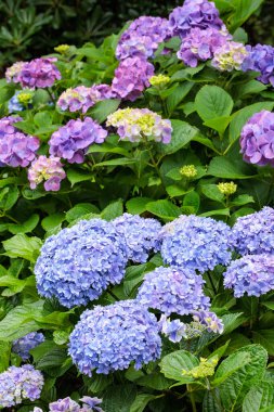 Çifte çiçekli açık mavi ortanca çiçekleri Shimoda Parkı 'nda yaz başında çiçek açıyor..