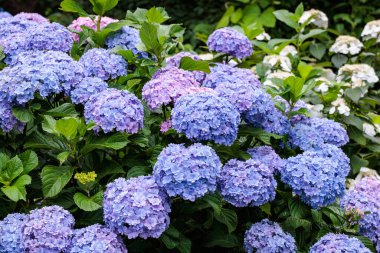 Çifte çiçekli açık mavi ortanca çiçekleri Shimoda Parkı 'nda yaz başında çiçek açıyor..