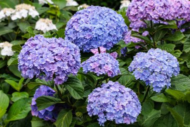 Çifte çiçekli açık mavi ortanca çiçekleri Shimoda Parkı 'nda yaz başında çiçek açıyor..