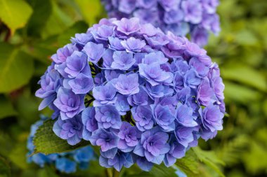 Çifte çiçekli mor ortanca çiçekleri Shimoda Parkı 'nda yaz başında çiçek açıyor..