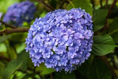 Çifte çiçekli mor ortanca çiçekleri Shimoda Parkı 'nda yaz başında çiçek açıyor..