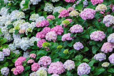 Çifte çiçekli pembe ortanca çiçekleri Shimoda Parkı 'nda yaz başında çiçek açıyor..