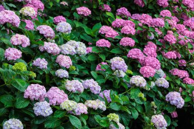 Çifte çiçekli pembe ortanca çiçekleri Shimoda Parkı 'nda yaz başında çiçek açıyor..