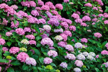 Çifte çiçekli pembe ortanca çiçekleri Shimoda Parkı 'nda yaz başında çiçek açıyor..