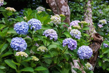 Açık mavi ortanca çiçekleri yaz başında Izu 'daki Shimoda Parkı' nda çiçek açıyor..